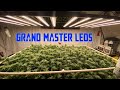 Week 5 flower Ramjam & Blue Cherry Pie under @grandmasterlevel Master Bloom 6 Red