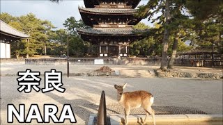 【奈良】近鉄奈良駅周辺を散策 ～ 奈良商店街・猿沢池・興福寺・県庁前 ～   Walk around Kintetsu Nara Station