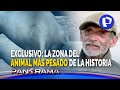 ¡Exclusivo! Animal más pesado de la historia: Panorama llega a desierto con descubridor de Perucetus