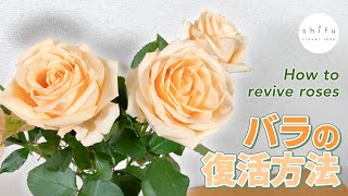 弱ったバラの復活方法、深水法をご紹介！🌹/Introducing how to revive a weakened rose!🌹