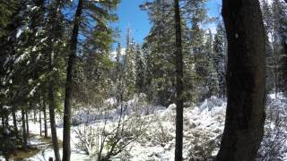 Northstar Tahoe Trees shedding snow April 23 2016 video 11