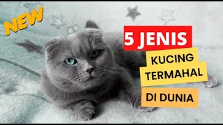 5 JENIS KUCING TERMAHAL DUNIA | 5 most expensive cat breeds in the world