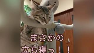 遊び過ぎて　疲れて立ち寝する　猫　#ねこ　#猫　#猫立ち寝　#ねこのいる生活