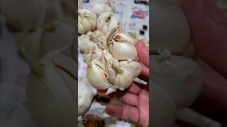 growing garlic greens ఇంట్లోనే చాలా సులువుగా వెళ్లుల్లి ని పెంచండి #gardening #usa #teluguvlogs