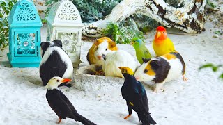 🔴24/7 LIVE Cat TV: Serene Birds \u0026 Squirrels - Experience Tropical Wildlife in 4K HDR