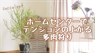 【多肉植物】ホームセンターで狩っ多肉❣️大物GETでテンション上がる多肉狩り❣️