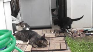 さばしま子猫が母猫の尻尾であそんでいたら kitten and mother