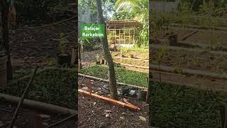 Belajar berkebun #berkebun #belajartani #organic