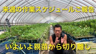 【いちご栽培　いちご農家】来週の作業スケジュールご報告