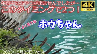 ポリタンクチャレンジ・おやつは2つ！ 午前中には来ませんでしたから… 2023年5月25日のホウちゃん その4  🐻‍❄️💞 天王寺動物園のホッキョクグマ