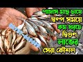 থাই পাঙ্গাস মাছের রেনু ও ধানি পোনার দাম