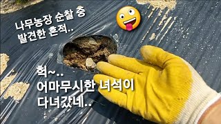 나무농사 Ep.06, 나무농장에서의 주간단위 작업루틴..