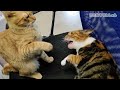 威嚇してくる子猫に、ついに応戦するように… he finally tried to fight back against the threatening cat...