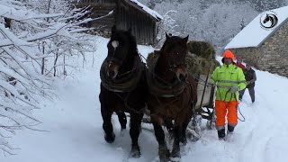 Konjima po velikoj  zimi privlače sijeno do ovaca i torova na SITNICI -