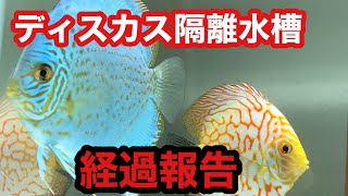 【ディスカスペア水槽】現状報告と混泳水槽の変化