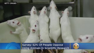 52% Of People Oppose Using Animals In Scientific Research