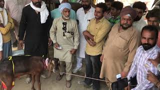 ਰਾਜੂ ਕਹਿੰਦਾ 26 ਲੱਗੀ ਮਾੜੀ ਆ #mannmansawala #goatfarming #bakri #rajudirba #mann #goatfarm #farm #live