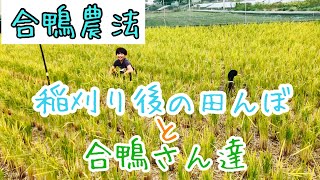 稲刈り後の田んぼと合鴨さん達【合鴨農法】