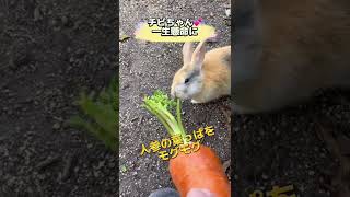 うさぎ島のメロメロチビちゃん💕😍人参の葉っぱを一生懸命食べる姿が可愛すぎる❤️ #大久野島