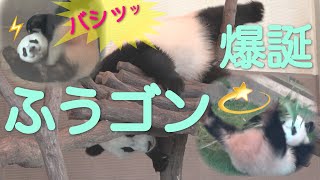 【楓浜🍁遂に“ふうゴン“と化す💥結浜🎀安定感😋】🍁扉パンチ👊/急にキレて回転/モート/お風呂🥕/📡Wi-Fi姉妹 #ぽめぱん #PandaChannelbypomeranianfilm