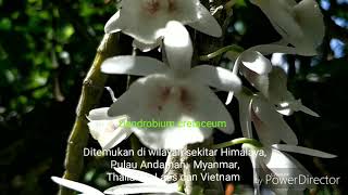 Dendrobium cretaceum-orchid