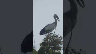 Openbill stork #openbillstork #birds #village