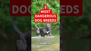 Top 5 Most Dangerous Dog Breeds #dog