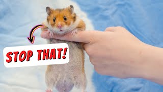 Top 18 Things Hamster Hate