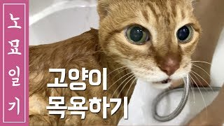 [노묘일기] 목욕하기 \