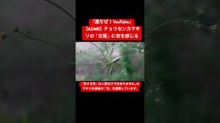 【ASMR】チョウセンカマキリの「交尾」に秋を感じる #映像芸術 #音芸術 #sdgs #自然教育 #虫 #咀嚼音 #日本の虫 #交尾の音 #昆虫 #asmr