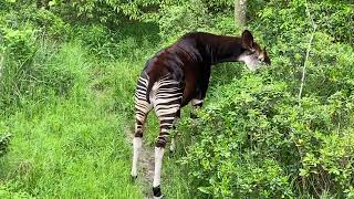 【Kanazawa Zoo, 金沢動物園】おしっこするオカピ