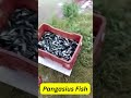 short 5 pangasius fish seed no. 3 fresh water farmed fish all over the world high density