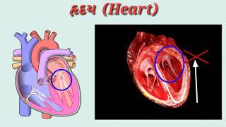 હૃદય ની જાણકારી તથા કાર્ય પ્રણાલી ( Heart  working process model)