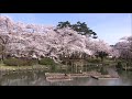 【旅エイター】桜前線『村松公園・ビデオ映像②』　新潟県五泉市・一人旅