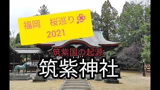 【福岡　桜巡り🌸2021】筑紫神社