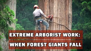 Extreme Arborist Work: When Forest Giants Fall