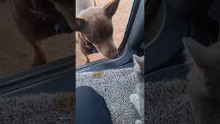 Good Morning Djengo #cat #australia #kelpie #dog #farmpets