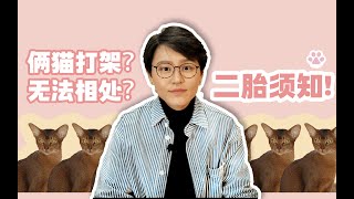 【养猫必看】怎样正确介绍两只猫认识？两只猫打架怎么办？养二胎全指南！