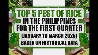 Top Pest of Rice 2025