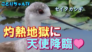 残暑厳しい遊水地公園に舞い降りたセイタカシギは水辺のプリマドンナ♥超可愛い！【図鑑解説付き】【ことりちゃんTV☆野鳥たちの物語】