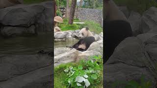 大熊猫“离堆”闻脚脚 | Panda smells its own feet #panda #パンダ #팬더 #大熊猫