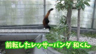 【前転したレッサーパンダ和くん（2022年10月撮影）】日本平動物園のレッサーパンダの和