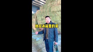 放在大冰箱里的牧草，无尘无土没有霉变！现在草的含水率不10个左右，很干很干了！#骑马 #养马 #牧草 #马术俱乐部 #马场