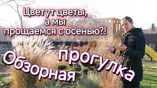 Обзорная прогулка. В зиму с цветами 🥰 Цветут цветы, а мы прощаемся с осенью?!