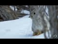 tiny bunny outsmarts a weasel north america