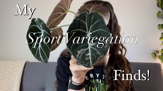 My Sport Variegated Houseplants 🦄 + What Even Is Sport Variegation? #sportvariegation