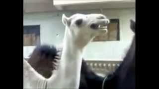 Camel that sounds like Peter Griffin