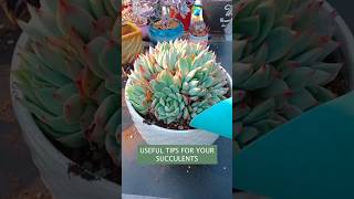 Succulent tip: How to repot succulents 多肉植物 | 다육이들 | Suculentas #plants