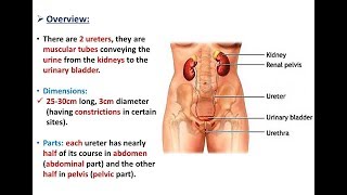 Anatomy of the Ureters - Dr. Ahmed Farid