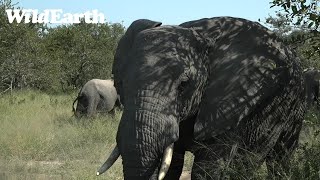 Have you ever seen elephant bulls having a tussle?